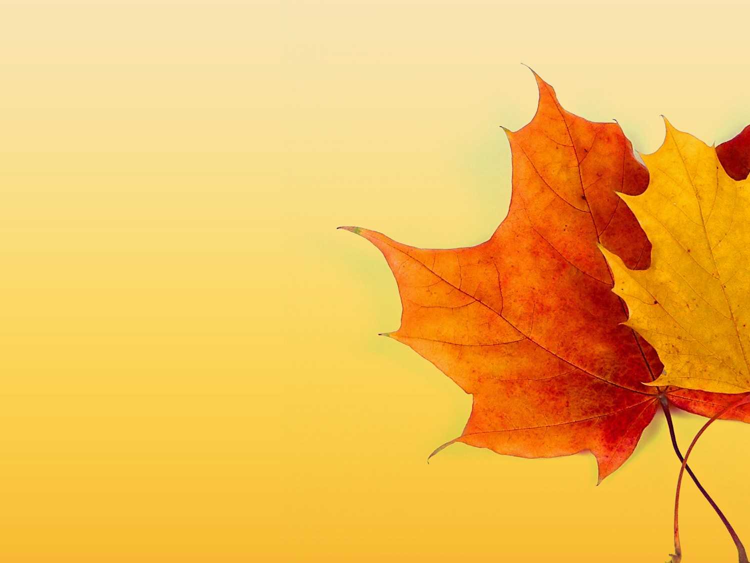 Autumn Ppt Background – Powerpoint Backgrounds For Free In Free Fall Powerpoint Templates