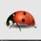 Blank Ladybug Template | Vector Close Up Realistic Ladybug For Blank Ladybug Template