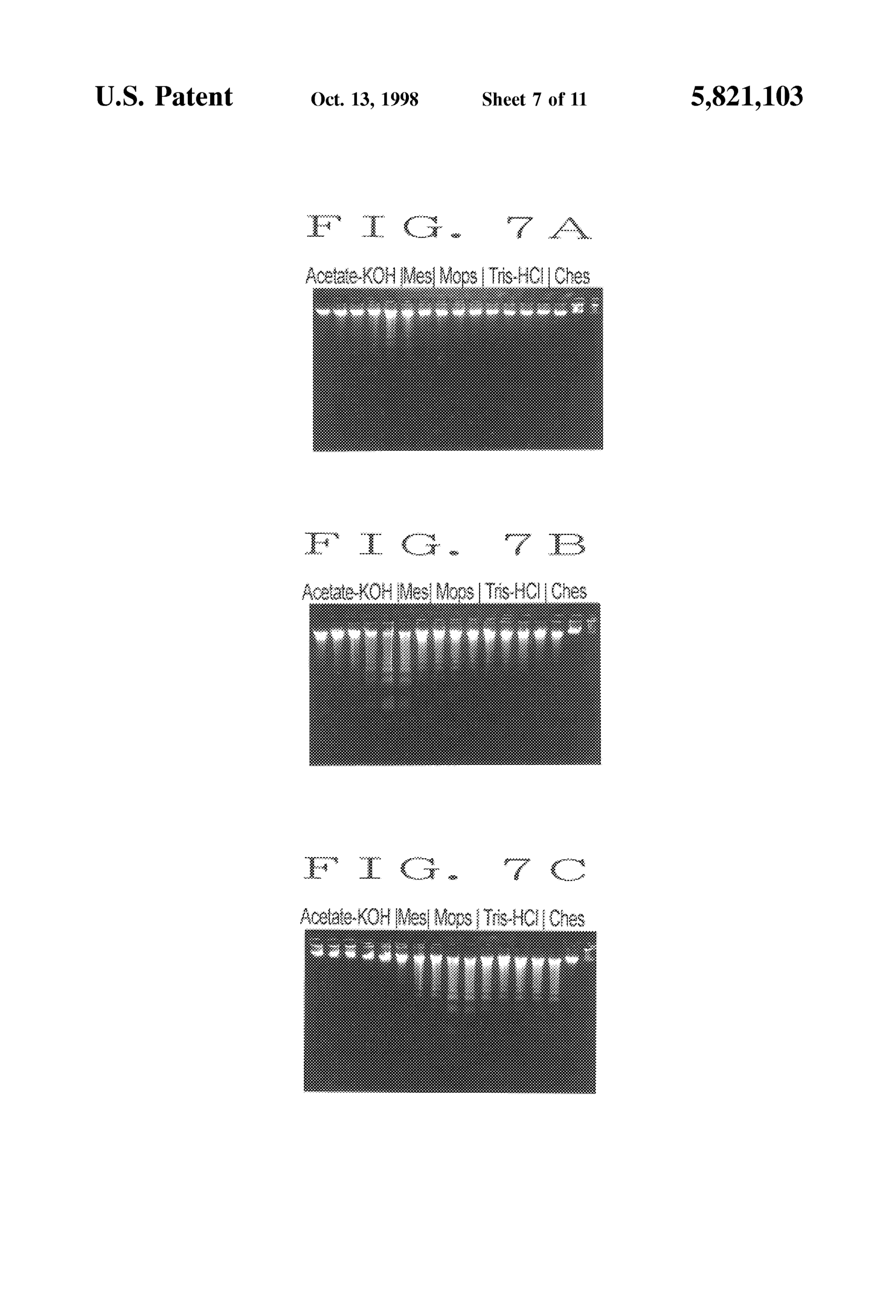 Us5821103A – Deoxyribonuclease – Google Patents With Regard To Blank Performance Profile Wheel Template